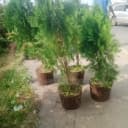 RealoneHortiservices