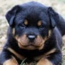 T And C Veterinary